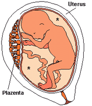 Uterus und Plazenta